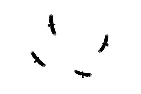 Dark silhouettes of four eagles isolated on white background Stock Photos