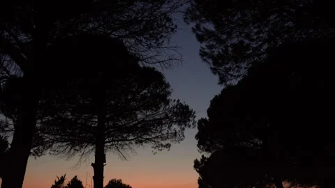 Dark silhouettes of Mediterranean pine trees framing a twilight sky during dusk Stock Footage 344093585