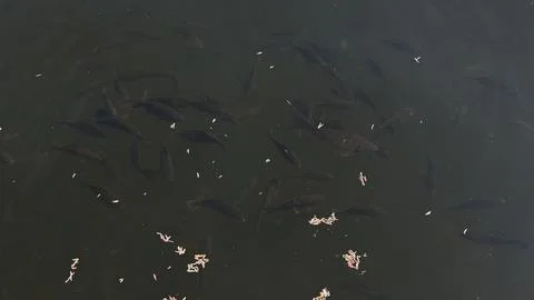 Dark silhouettes of multiple fish actively swimming near the water surface in a Stock Photos