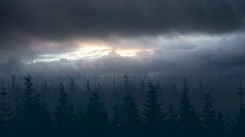 Dark silhouettes of pine forest under a dramatic, moody sky with a sliver o.. Fotos de archivo