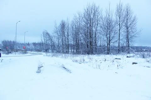 Dark silhouettes of trees against the background of blue snow. Trees in the s 库存照片