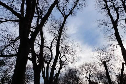 Dark silhouettes of winter trees without leaves on the background of the clou Stock Photos