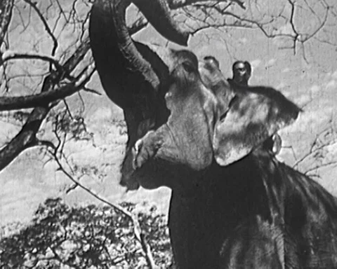 DARK SKINNED BOY AND ELEPHANT - Archive Footage Stock Footage 90274335