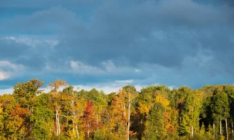 Dark sky and clouds background with side lit trees in autumn Stock Photos