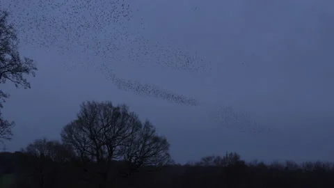 Dark sky and flying in the evening in amazing numbers England murmuration Stock Footage 169775842