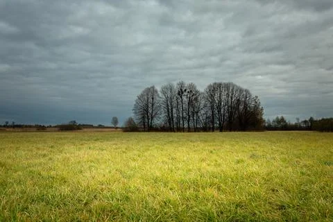 The dark sky and trees without leaves on the meadow Stock Photos