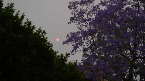 Dark sky because of bush fires in Australia Stock Footage 129789001
