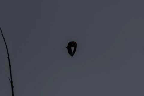 Dark sky frames solitary bird in flight Stock Photos