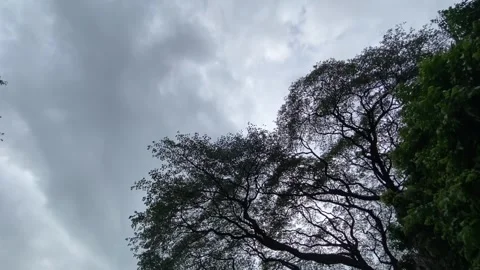 Dark sky seen through tall tree canopies Stock Footage 314708706