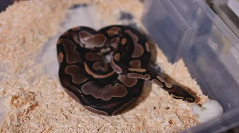 Dark snake preparing to attack a little white mouse Video stock 61757709