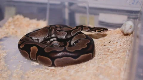 Dark snake preparing to attack a little white mouse Video stock 61758610