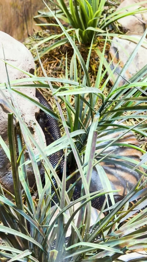 Dark snake slithering through green plants and rocks in its natural habitat 스톡 동영상 344042990