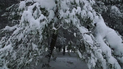 Dark snow covered forest, Tracking Shot, Slow Motion Stock Footage 293734512