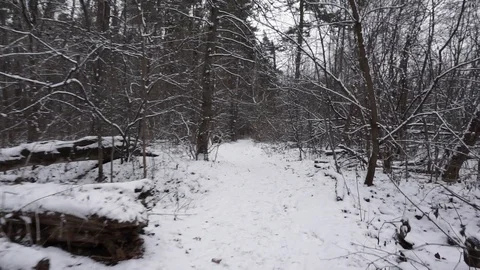 Dark snow forest Stock Footage 100023541