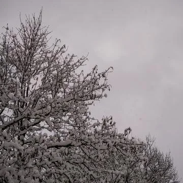 Dark, snowy branches framing a bright, clean white copy space background. Stock Photos