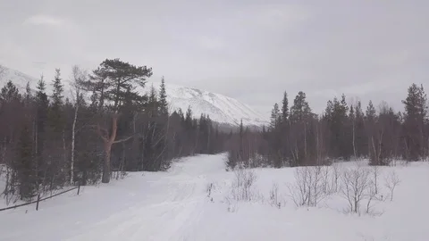 Dark sparse arctic winter forest with growing pine trees Stock Footage 112537580