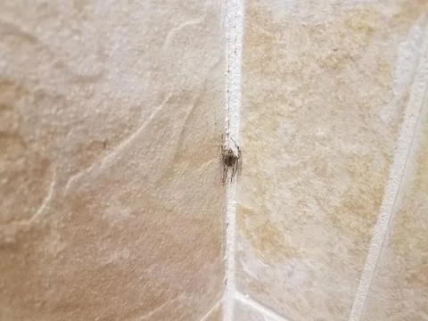 Dark spider in corner of tiled wall Stock Photos