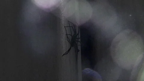Dark Spider - Images of a spider climbing, merging with images of stars. Stock Footage 201549448