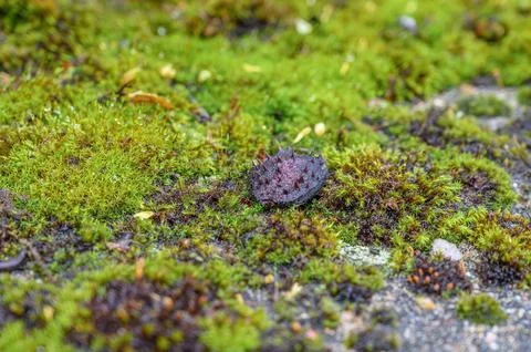 Dark spiky seed structure resting on wet moss with visible water droplets 스톡 사진