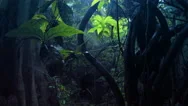 Dark Spooky Forest With Light Shining Through Canopy Of Jungle Lianas After Rain Stock Footage