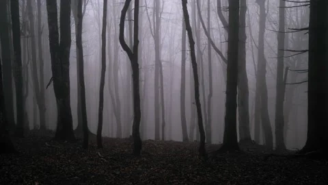 Dark spooky forest in the mist Stock Footage 167667340