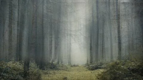 A dark spooky, moody path through a misty forest. With a grunge edit Stock Photos