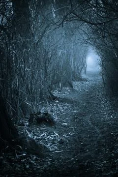 Dark spooky passage through the forest Stock Photos