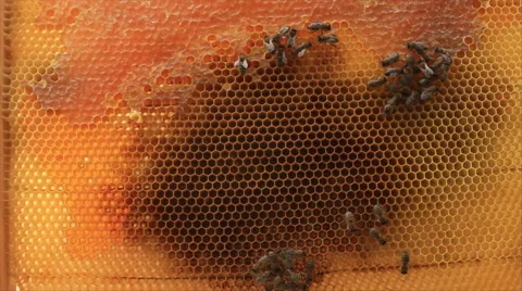 Dark spot on honeycomb Stock-Footage 49657737
