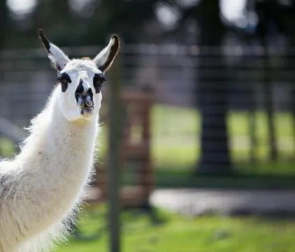Dark spotted llama Stock Photos