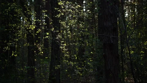 Dark Spring Forest Sunlit Leaves Stock Footage 334372260