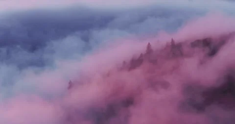 Dark spruce forest covered in drifting fog and moving mist. Stock Footage 326310049