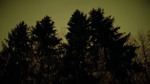 Dark Spruce Forest Stock Footage 74945747