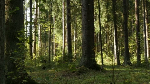 Dark spruce forest illuminated by the rays Stock Footage 140358457