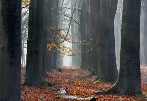 Dark stems on both sides of small path through autumnal forest Stock Photos