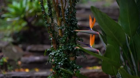 Dark stone staircase framed with plants and flowers. Stock Footage 132407458