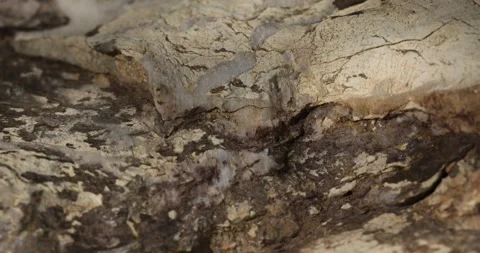 Dark stone texture close-up. macro shot of a rock. natural mineral background Stock Footage 252766933