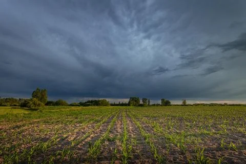 A dark storm cloud over a cornfield Stock Photos