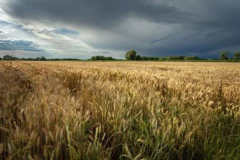 A dark storm cloud over a field of golden grain Stock Photos