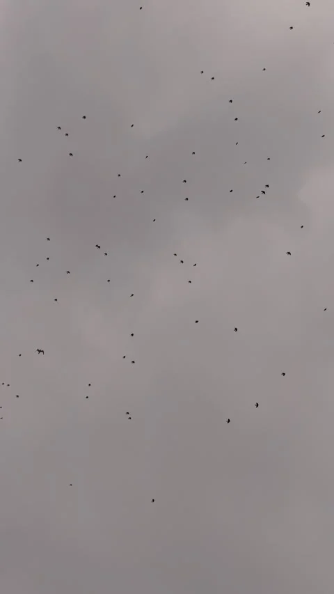 Dark Storm Clouds and Birds in the Sky | Dramatic Weather Background Stock Footage 335876457