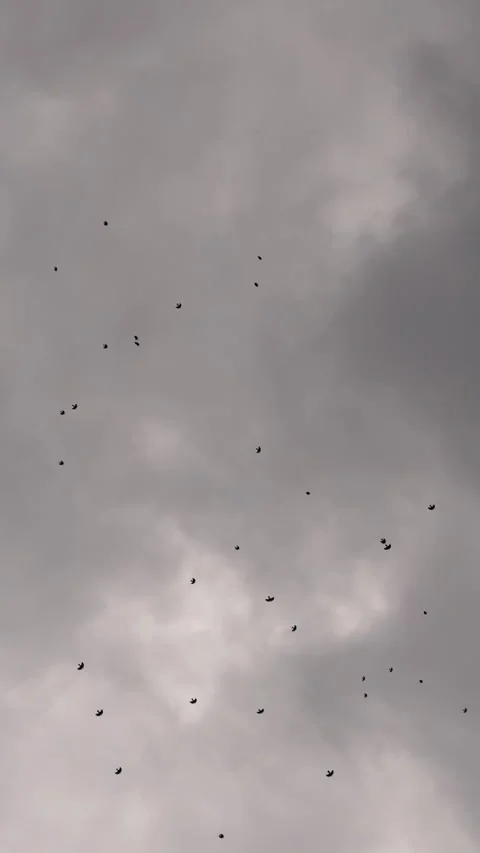Dark Storm Clouds and Birds in the Sky | Dramatic Weather Background Stock Footage 335876469