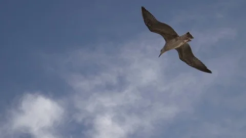 Dark storm clouds and brown seagull soaring above sea in Lemnos, Greece Stock Footage 115704192