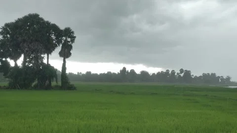 Dark Storm Clouds and Heavy Rain Over Green Rice Field with Palm Trees Stock Footage 344690090