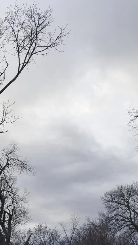 Dark Storm Clouds Building Over Winter Trees Video stock 344807496