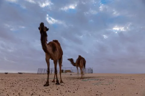 Dark storm clouds in the desert camel farm. Stock Photos