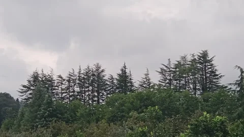 Dark storm clouds gather above layered green treetops and a dense forest Stock Footage 344886562