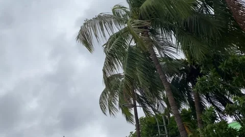 Dark storm clouds gather over blowing palm trees in monsoon before storm - low Stock Footage 341569419