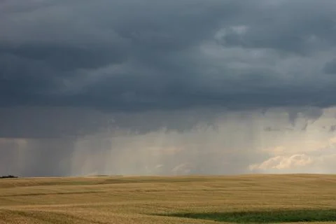 Dark storm clouds gather over a golden wheat field before the evening rain .. Stock Photos