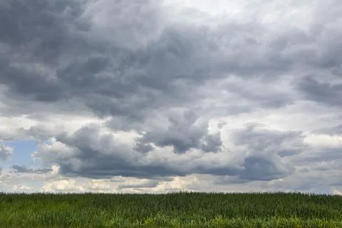Dark storm clouds gathering low over a wheat field, flat landscape. Stock Photos