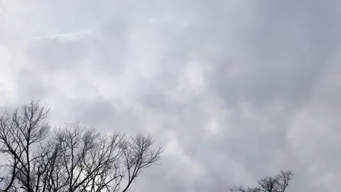 Dark Storm Clouds Over Bare Tree Tops Video stock 344807547