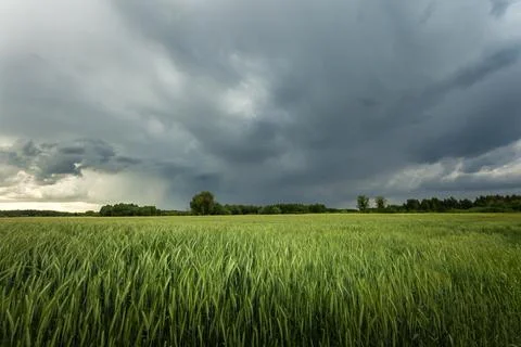 Dark storm clouds over a field of green grain Stock Photos